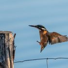 Eisvogel im Anflug auf seinen Ansitz