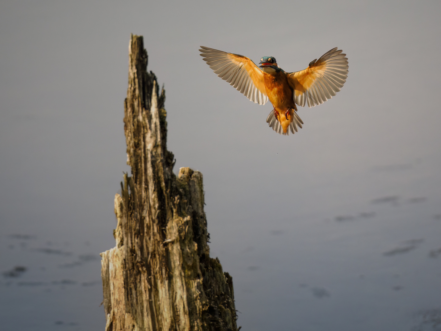 Eisvogel im Anflug