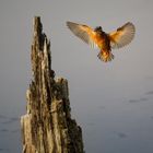 Eisvogel im Anflug