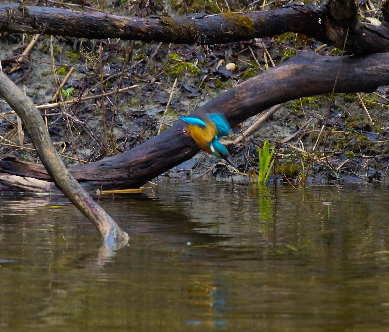 Eisvogel im Anflug zur Beute