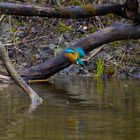 Eisvogel im Anflug zur Beute