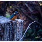 Eisvogel im Angerbogen