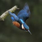 Eisvogel im Angriffsflug