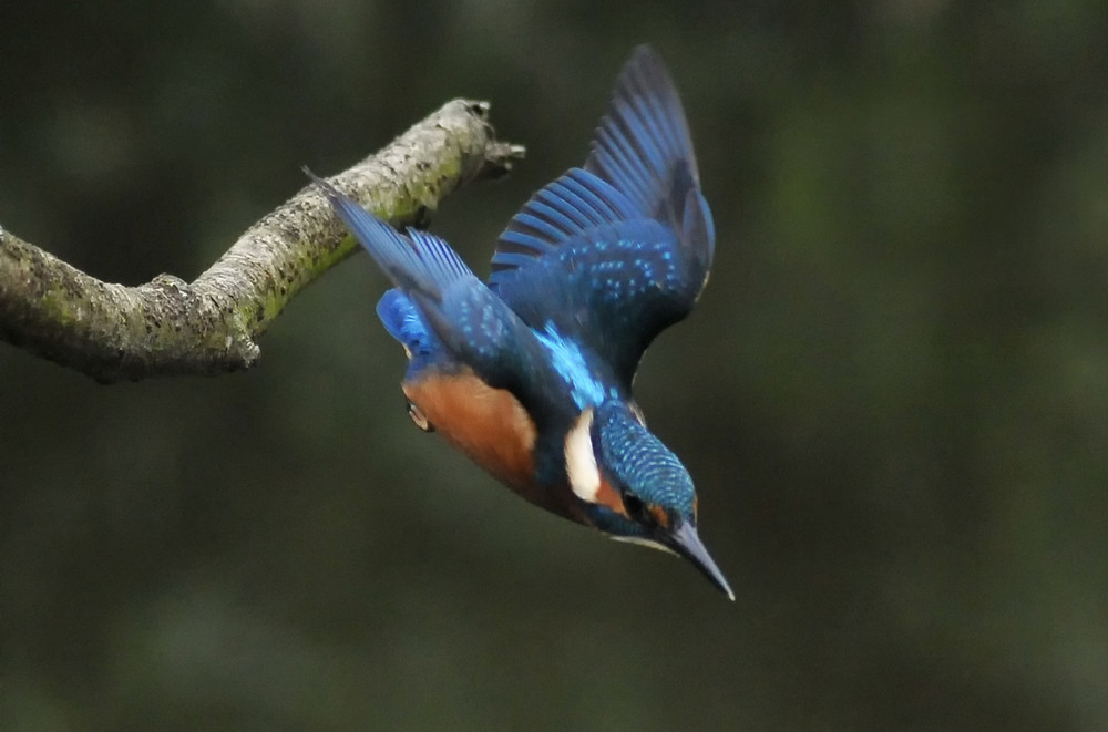 Eisvogel im Angriffsflug