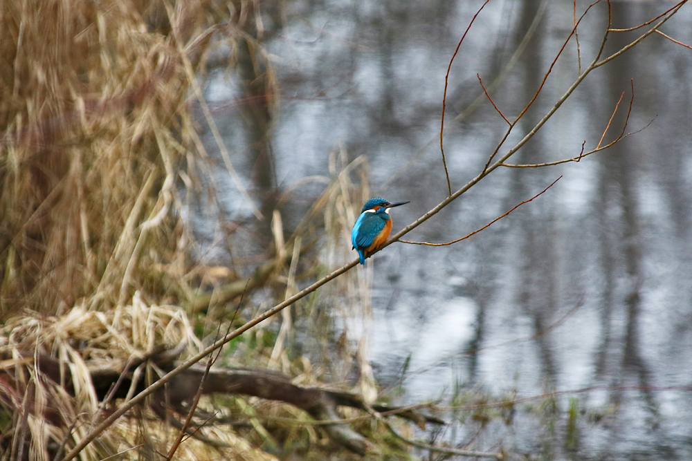 Eisvogel im Ansitz