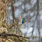 Eisvogel im Ansitz