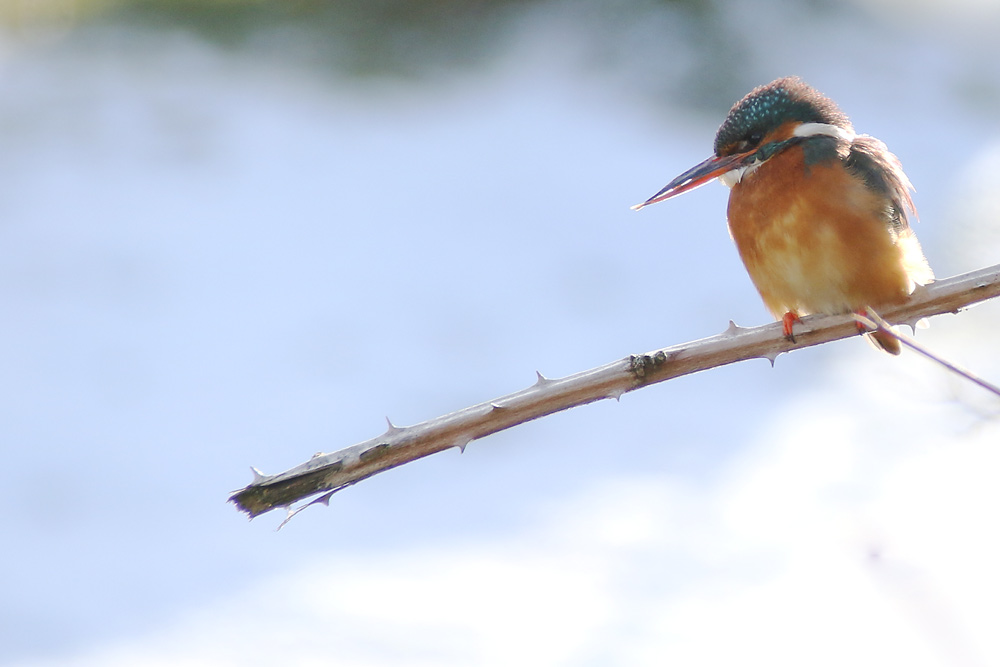 Eisvogel im Ansitz auf der Lauer