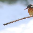 Eisvogel im Ansitz auf der Lauer