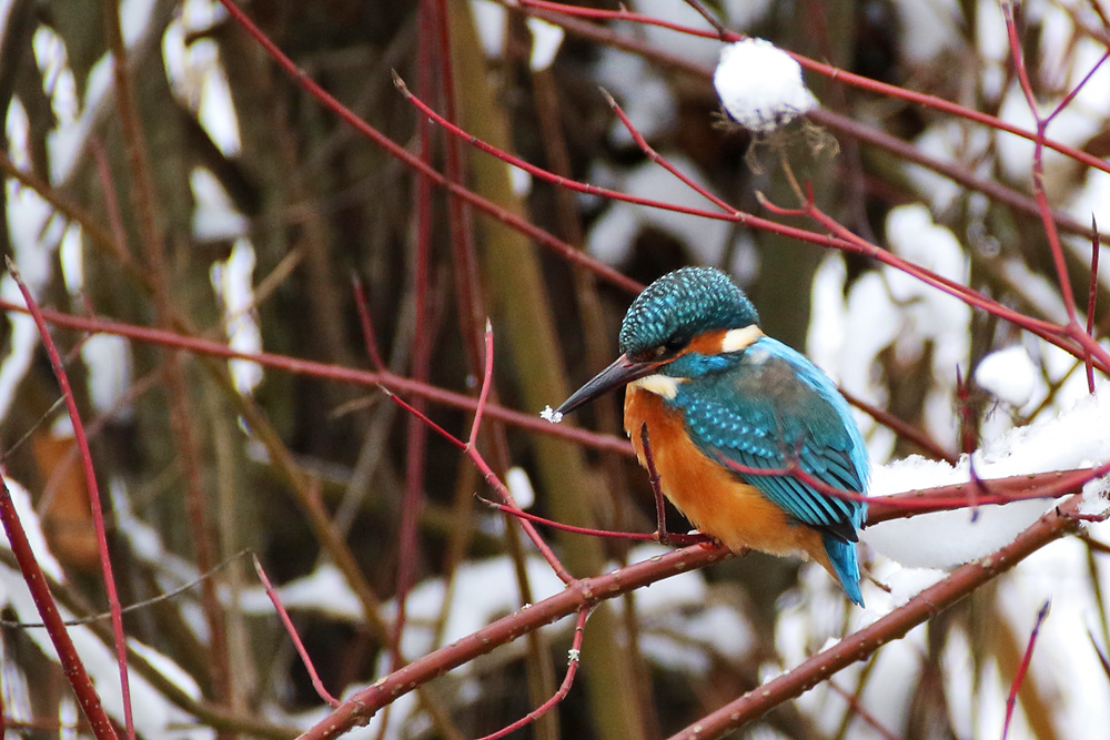 Eisvogel im Ansitz