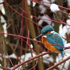 Eisvogel im Ansitz