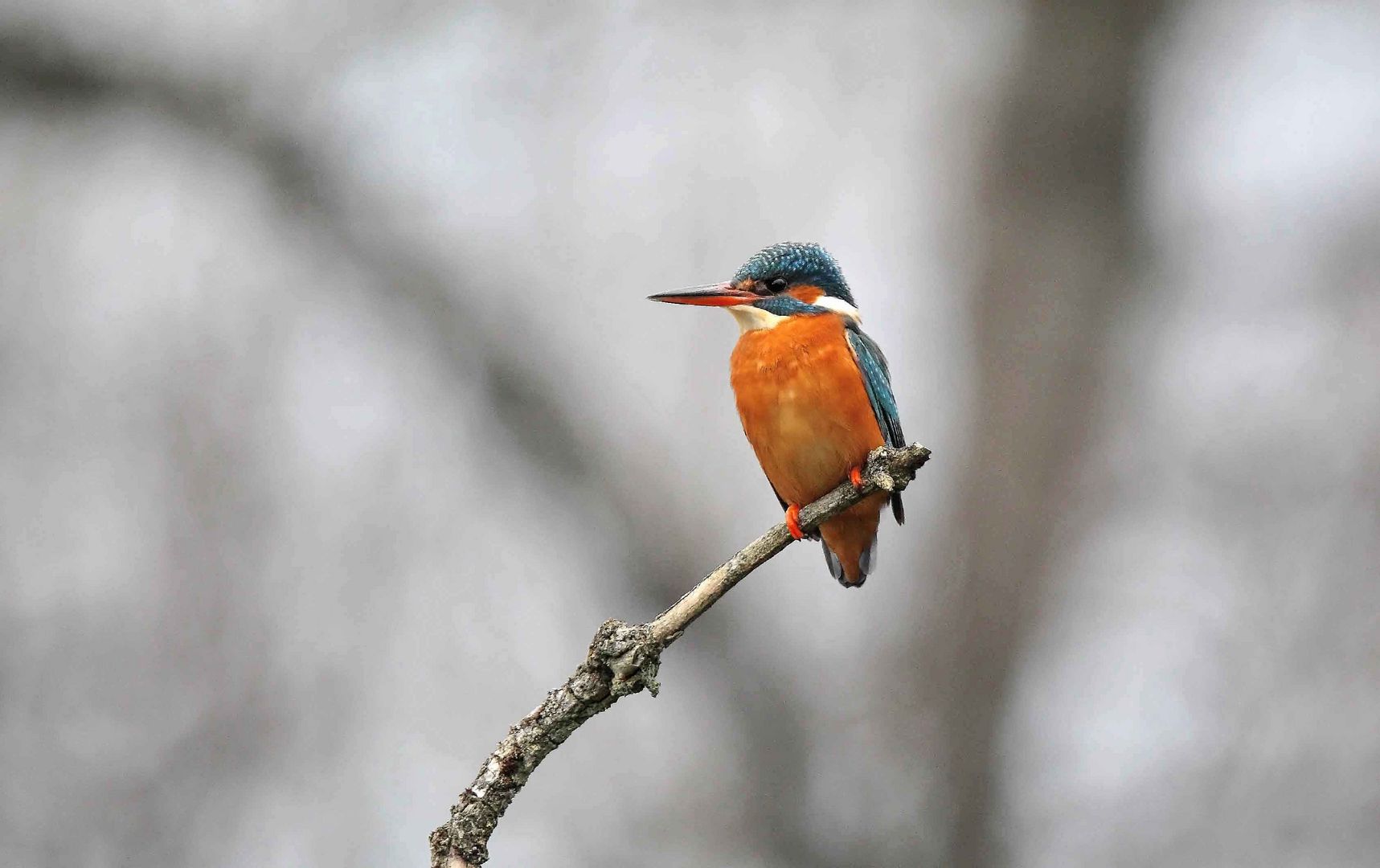 Eisvogel im Ansitz