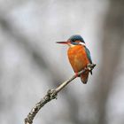 Eisvogel im Ansitz