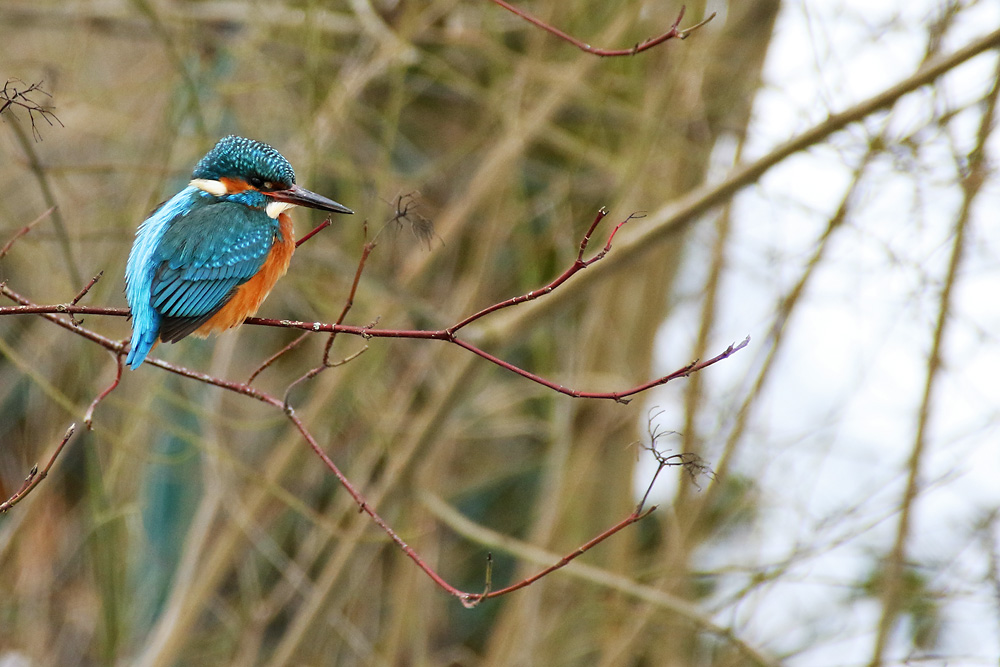 Eisvogel im Ansitz