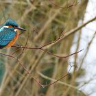 Eisvogel im Ansitz