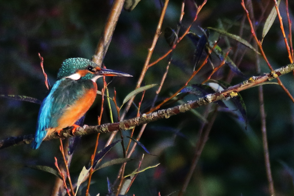 Eisvogel im Ansitz