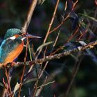 Eisvogel im Ansitz