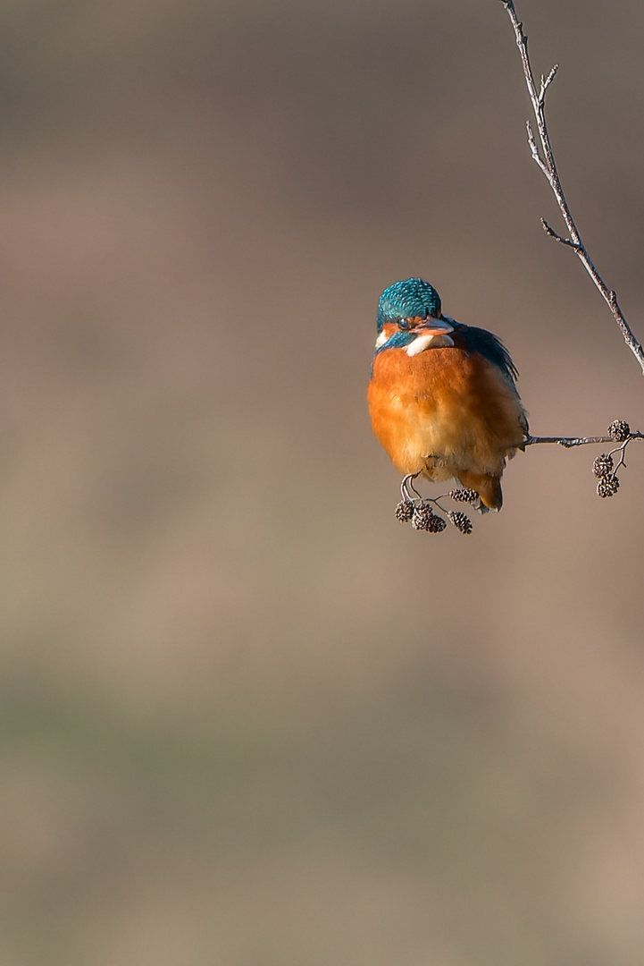 Eisvogel im Ansitz