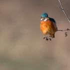 Eisvogel im Ansitz