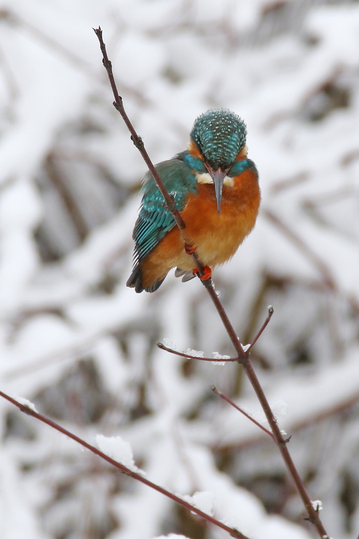 Eisvogel im Ansitz in Lauerstellung