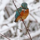 Eisvogel im Ansitz in Lauerstellung