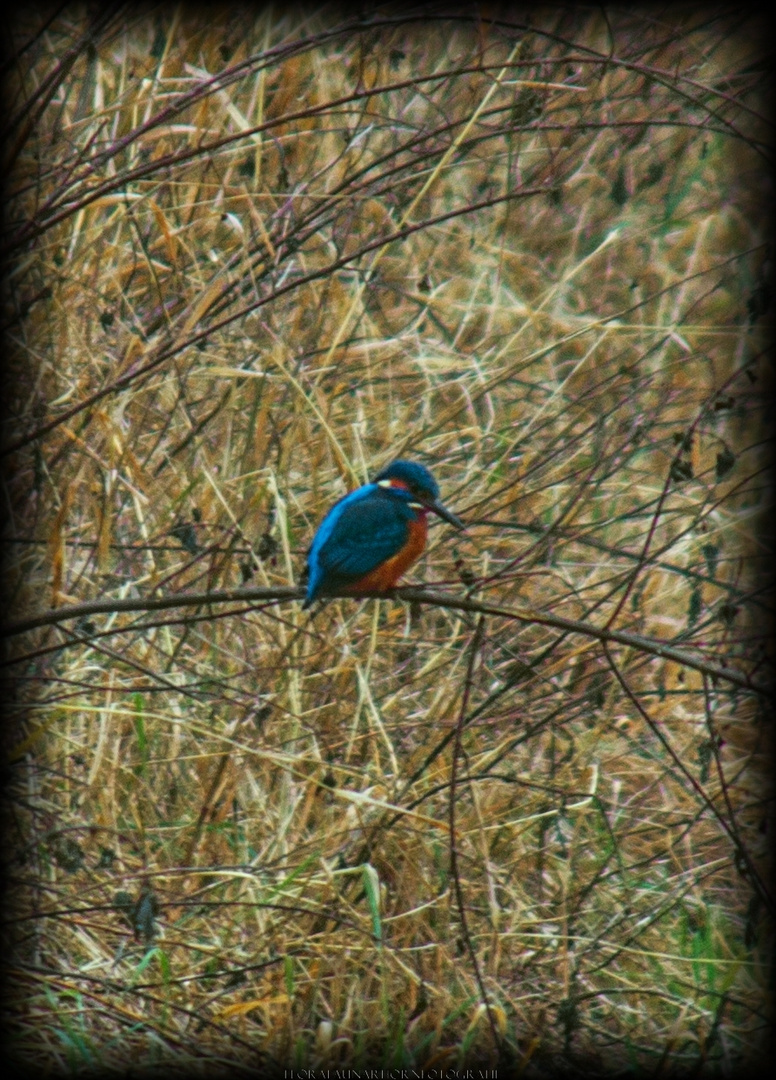 Eisvogel im Barumer Moor