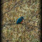 Eisvogel im Barumer Moor