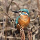 Eisvogel im Baum