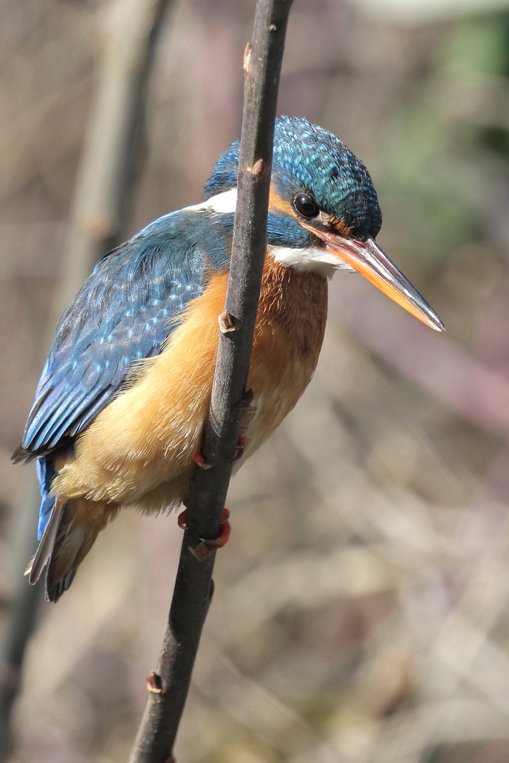 Eisvogel im Baum III