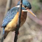 Eisvogel im Baum III