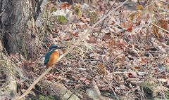 Eisvogel im Berliner Stadtgebiet