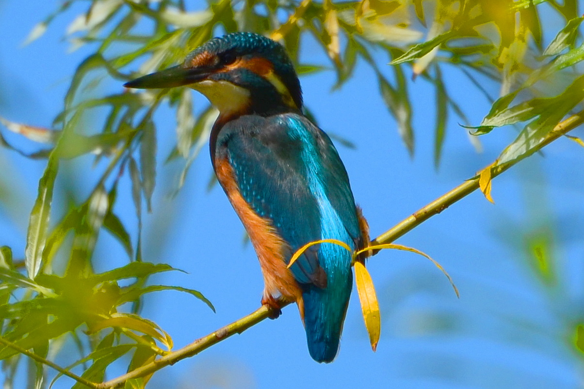 Eisvogel im Blätterwald