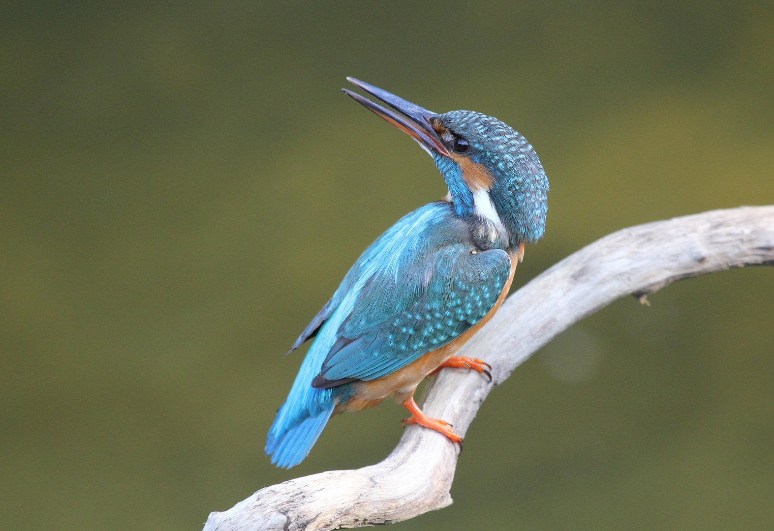 Eisvogel im Brutgebiet