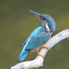 Eisvogel im Brutgebiet