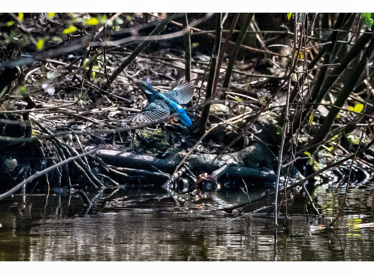 Eisvogel im Dauereinsatz