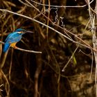 Eisvogel im Donaudelta