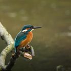 Eisvogel im Drömling (1 von 1)