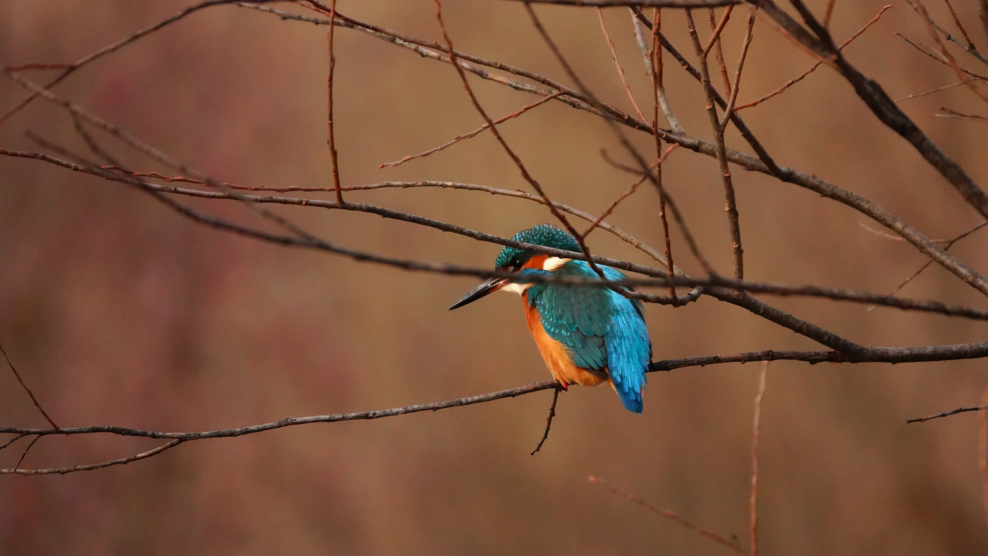 Eisvogel im Durchblick