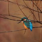 Eisvogel im Durchblick