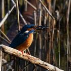 Eisvogel im durchzug auf Futtersuche