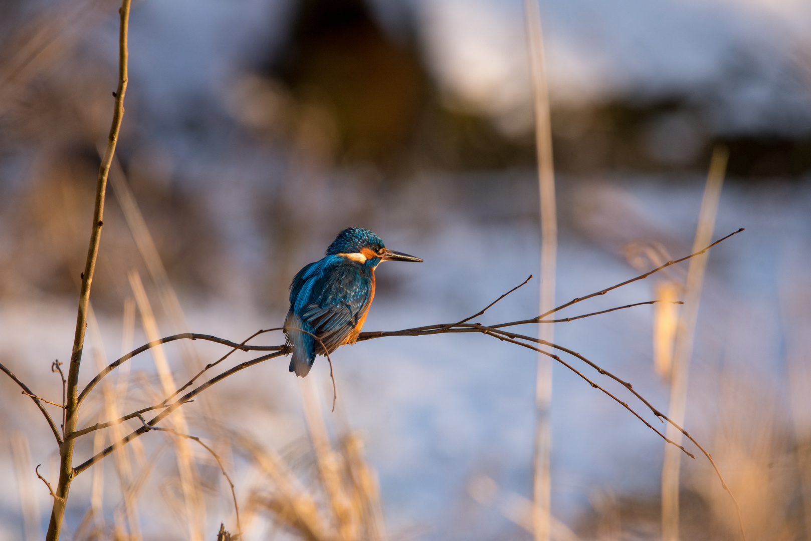 Eisvogel im Eis