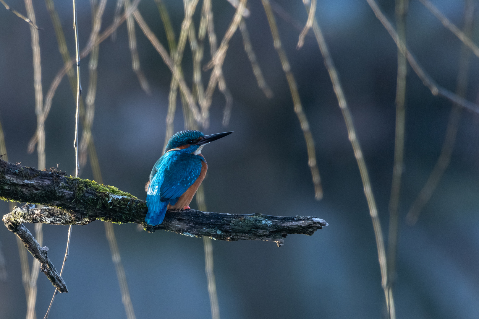 Eisvogel im ersten Licht des Tages...