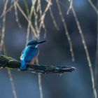 Eisvogel im ersten Licht des Tages...