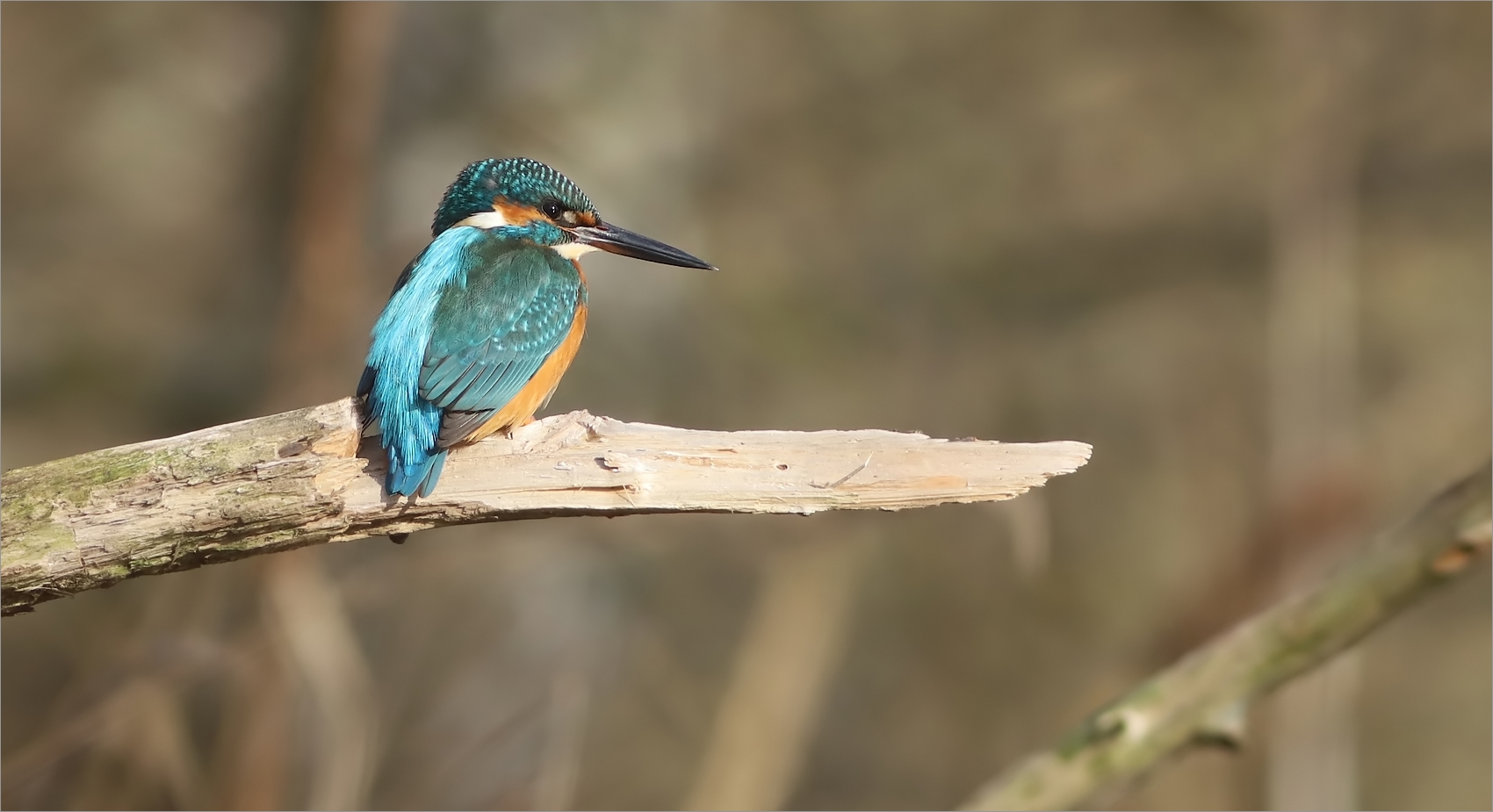 Eisvogel im Erzgebirge