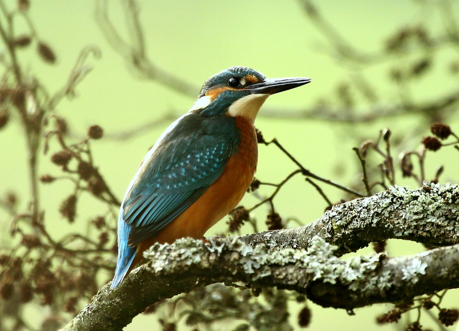 Eisvogel im Fichtelgebirge