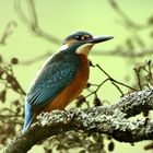 Eisvogel im Fichtelgebirge