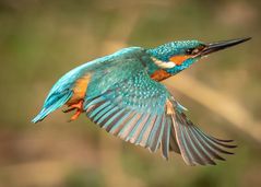 Eisvogel im Flug