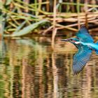 Eisvogel im Flug