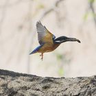 Eisvogel im Flug.