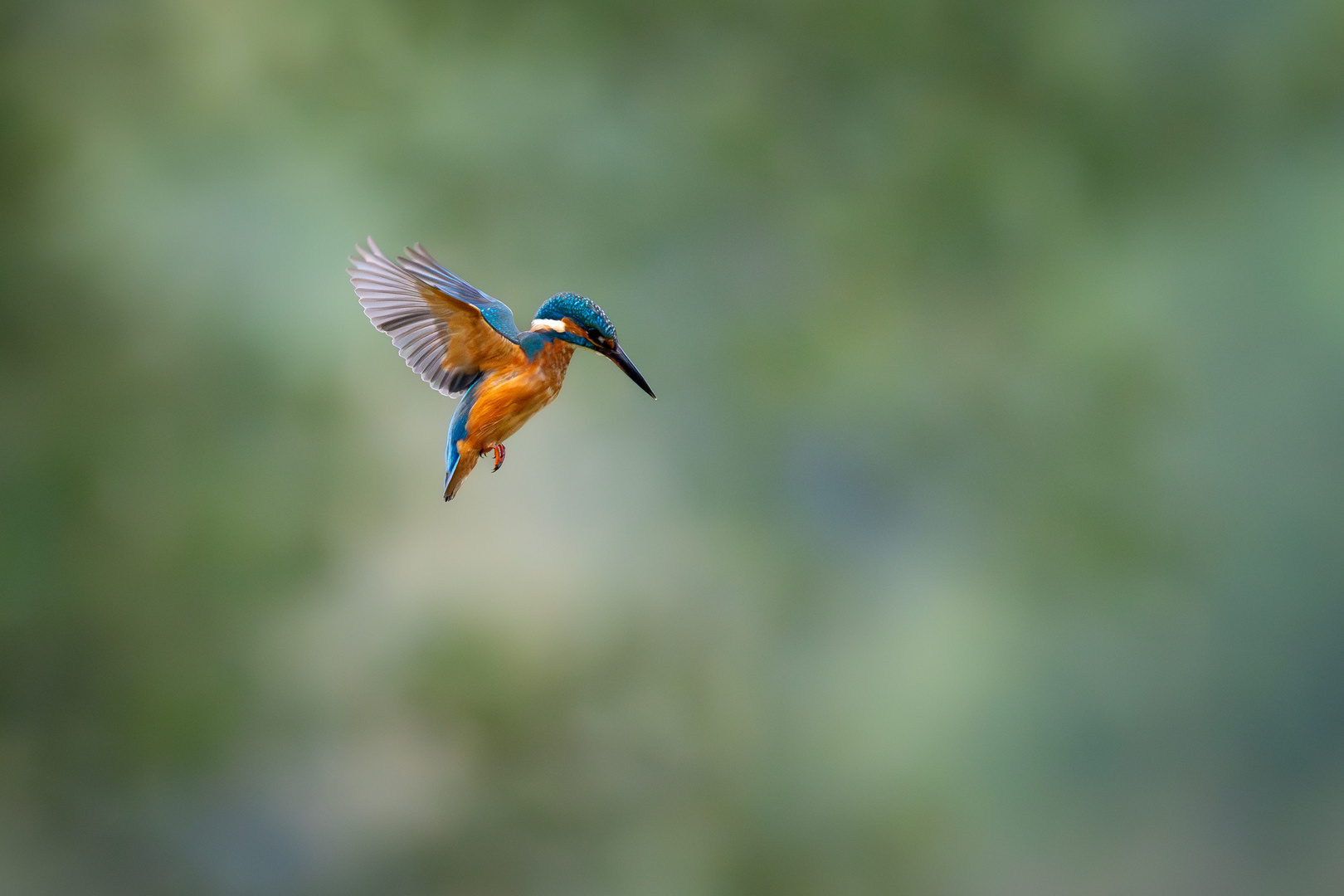 Eisvogel im Flug 1