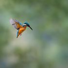 Eisvogel im Flug 1